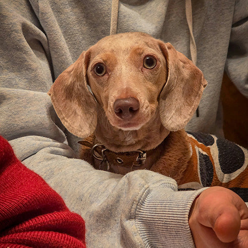 10 Heartwarming Signs Your Pet is Visiting You After They've Passed