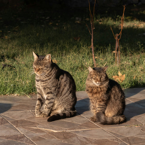 10 Warning Signs Your Cat Is Crying for Help