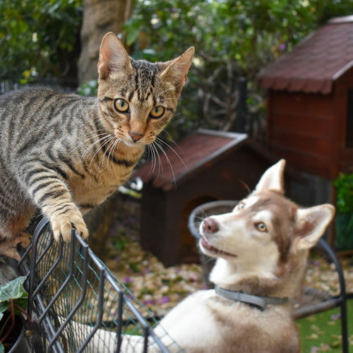 Are Cats Smarter Than Dogs？