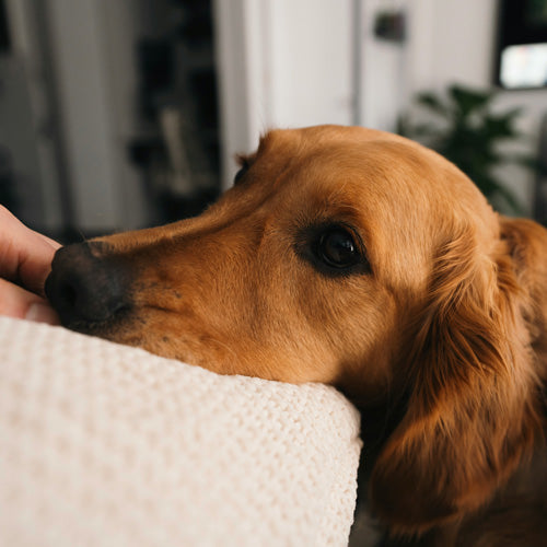 Can Dogs Be Autistic? The Complete Guide to Understanding if Dogs Can Have Autism