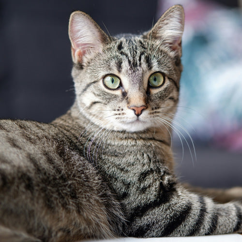 Do Cats Know Their Names？
