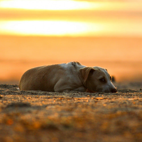 Do Dogs Understand Death? How They Truly Experience Loss