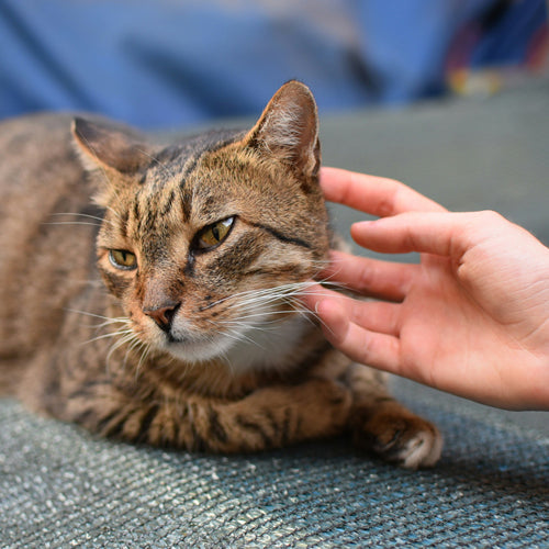 How to Cope with Losing a Pet