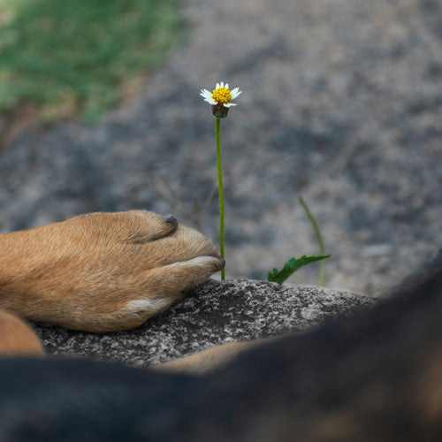 How to Handle the Death of a Pet: A Complete Guide to Navigating Grief and Healing Your Heart