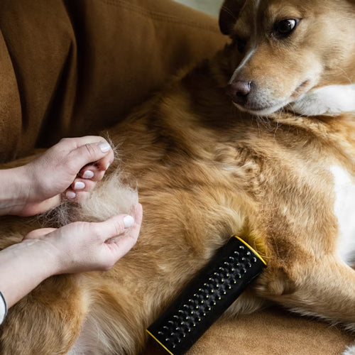 How to Preserve Pet Hair Keepsakes: A Complete Guide