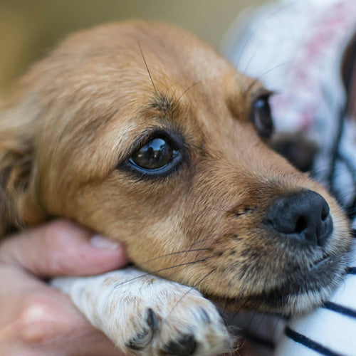 My Pet Died and I Can't Stop Crying