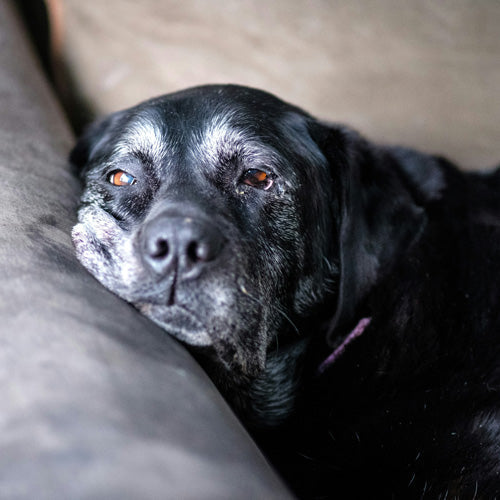 7 Signs of Old Dog Behavior Before Death: How to Comfort Your Pet in Their Final Days