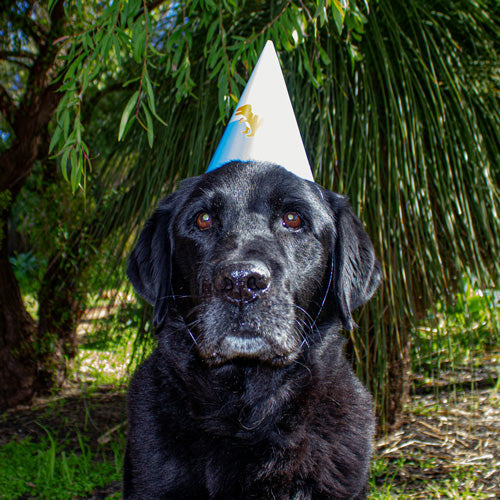 When Is a Dog Considered a Senior? The Ultimate Guide to Aging and Care