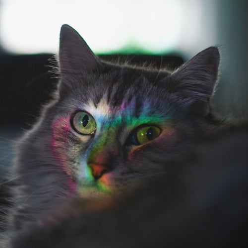 What Colors Can Cats See
