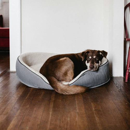 What Happens to Pets After They Die? Exploring Where They Go When They Pass Away