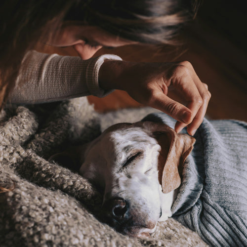 What to Do if Your Dog Dies at Home: A Step-by-Step Guide