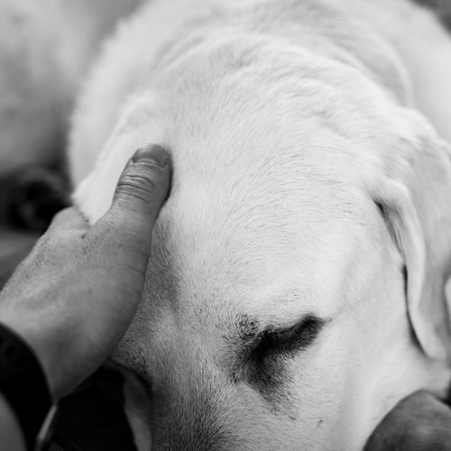 What to Do with Pet Ashes