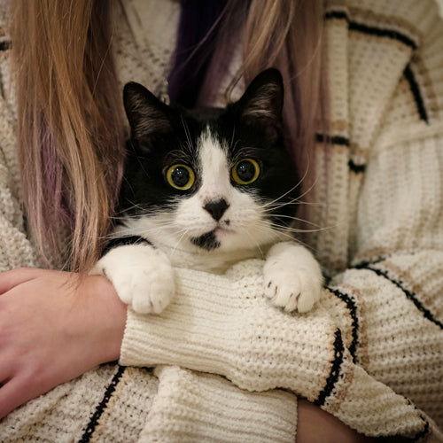 What to Say for the Loss of a Pet: A Guide to Compassionate Sympathy