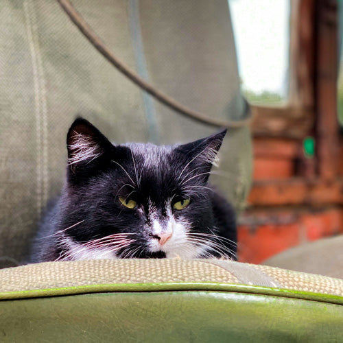 When Is a Cat Considered a Senior? A Complete Guide