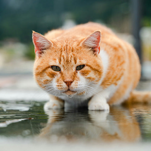 Why Do Cats Dislike Water?