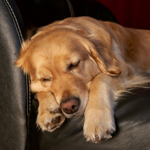 Why Do Dogs Cry in Their Sleep? 5 Reasons Your Pup is Whimpering and What to Do