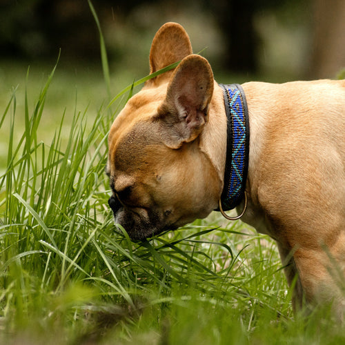 Why Do Dogs Eat Grass