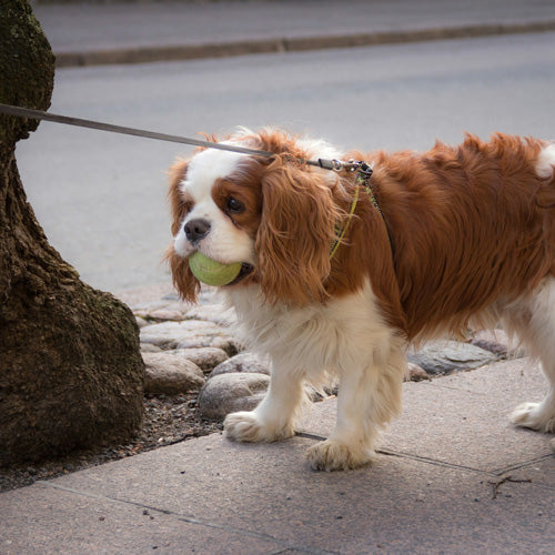 Why Do Dogs Love Tennis Balls So Much？