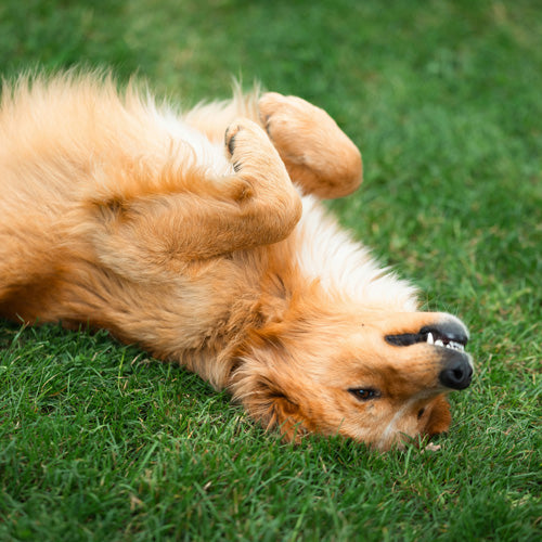 Why Do Dogs Roll in the Grass？