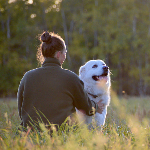 Why Do Dogs like to Be Pet？