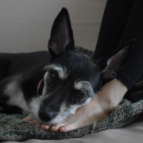 Why Does My Dog Lick My Feet？